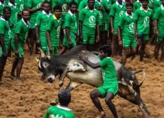 TN govt ignores SC ban, wants to legalise Jallikattu ahead of polls 