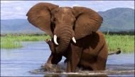 Zimbabwe's wildlife is on sale. Here's why. 