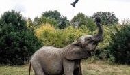 Three persons injured in attack by wild elephants