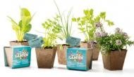 World Environment Day: Barista launches campaign to gift plant seeds to customers