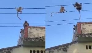 Heroic Moment: Quick-Thinking Mum Langur Saves Hanging Baby from High-Voltage Wire