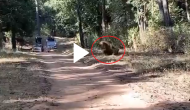 Video of deadly fight between 2 tigers will leave you in shock!