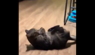 Funny cat video: If you wanna get six-pack abs, don't follow this act