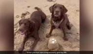 Two pet dogs make sand castle on beach; video goes viral 