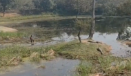 Video: Drunken man encounters crocodiles on dry land in lake, watch what happens next