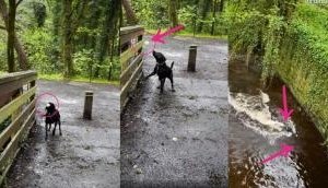 Amazing Video: Clever Dog Masters Solo Fetch Game!