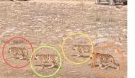 Captivating Sight: Tiger cubs march in sync towards their mother