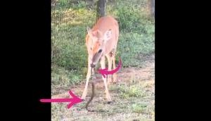 Unbelievable Footage: Herbivorous animal caught on camera devouring snake