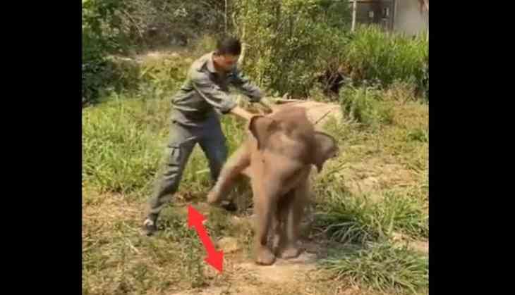 Elephant calf and sidekick battle