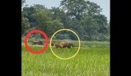 Tractors and Tigers: A Remarkable Coexistence