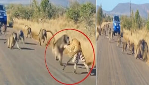 Amazing Video: Baboons unite to foil leopard's hunt