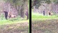 Bizarre: Man enters lion's cage after a few drinks, lion's confusion captured on video