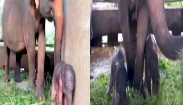 Newborn Elephant Twins Take Their First Steps