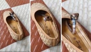 Monsoon Horror: Cobra hides in shoe, ready to strike