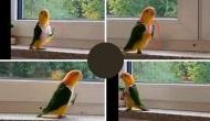 Video: Parrot Mimics Soldier's March