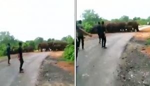 Shocking Video: Crowd Agitates Elephant Herd, Igniting Safety Concerns