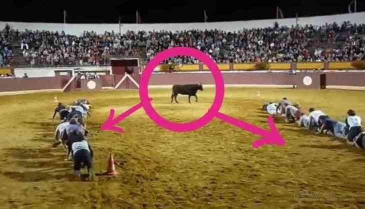 Bull Video