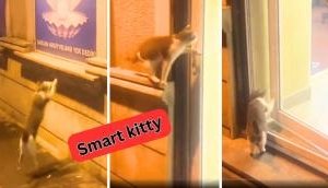 Smart Cat: You can't stop her!