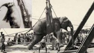 Tragic: Dark chapter in American circus history