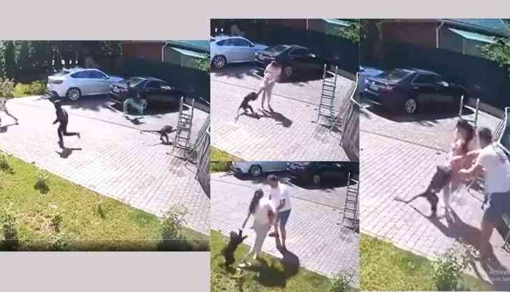 Monkey Repeatedly Attacks, Tries to Snatch Baby