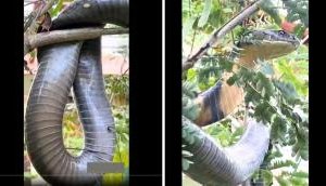 Perfect Rescue: King Cobra Safely Extracted from Agumbe Ghat Residential Area in Karnataka